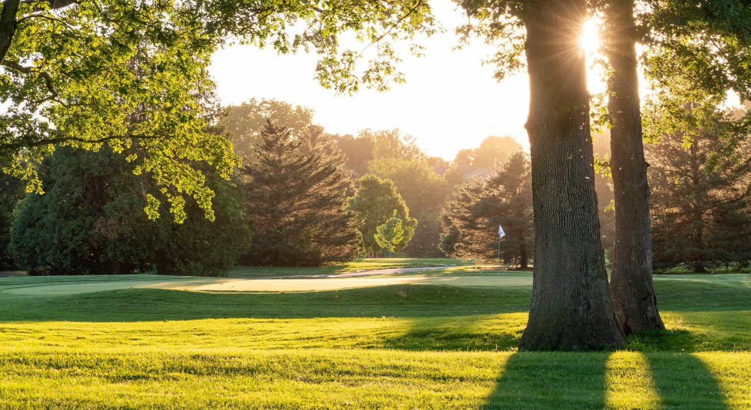 Last light through the oaks